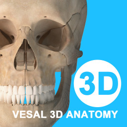 维萨里3d解剖免费版