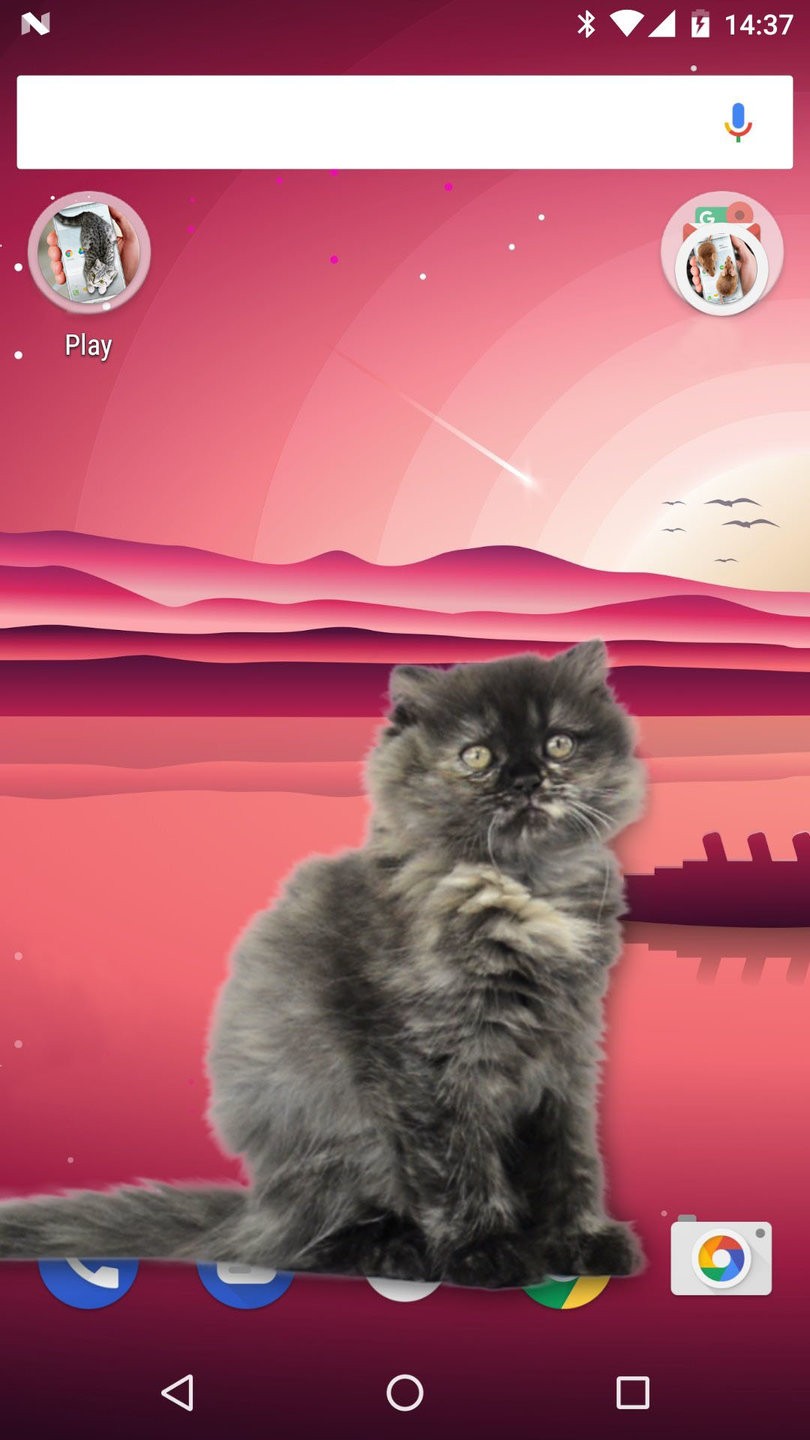 可爱猫动态屏幕app v2.5 安卓版2