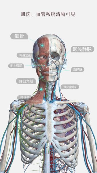 人体解剖3d模型 v2.1.3 安卓版1