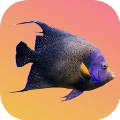 魚魚別跑