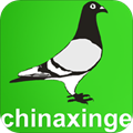 中國信鴿信息網app