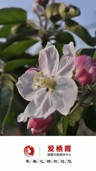 愛棲霞手機客戶端 v1.0.48安卓版 0