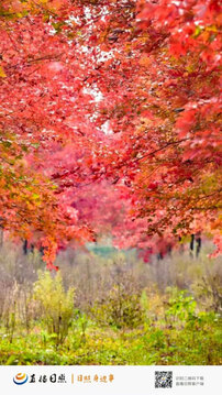 直播日照手機版 v3.1.2安卓版 1